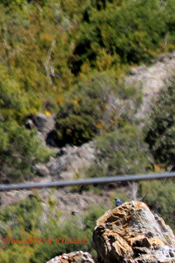 250427-ADN-Merla_blava